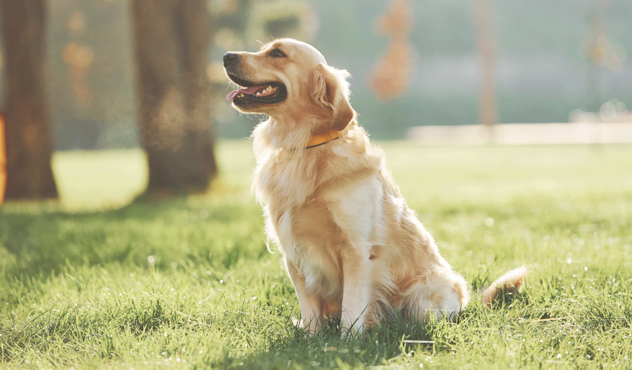 walking dog with outfit